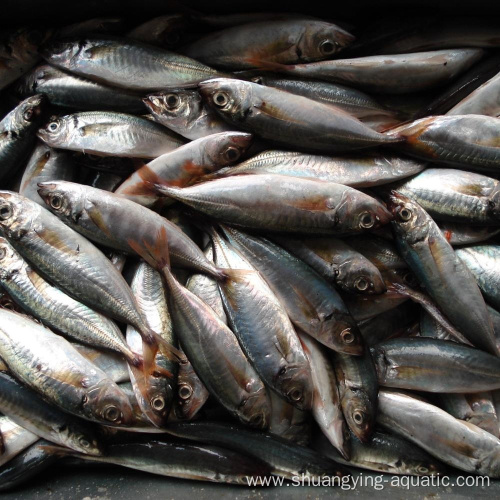 Frozen Export Fish Horse Mackerel For Sale